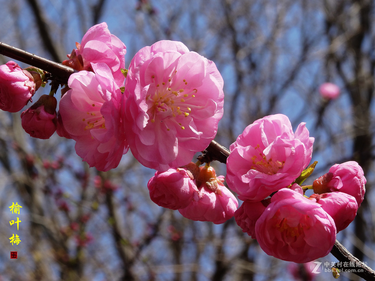 榆叶梅二（2017.03.29）