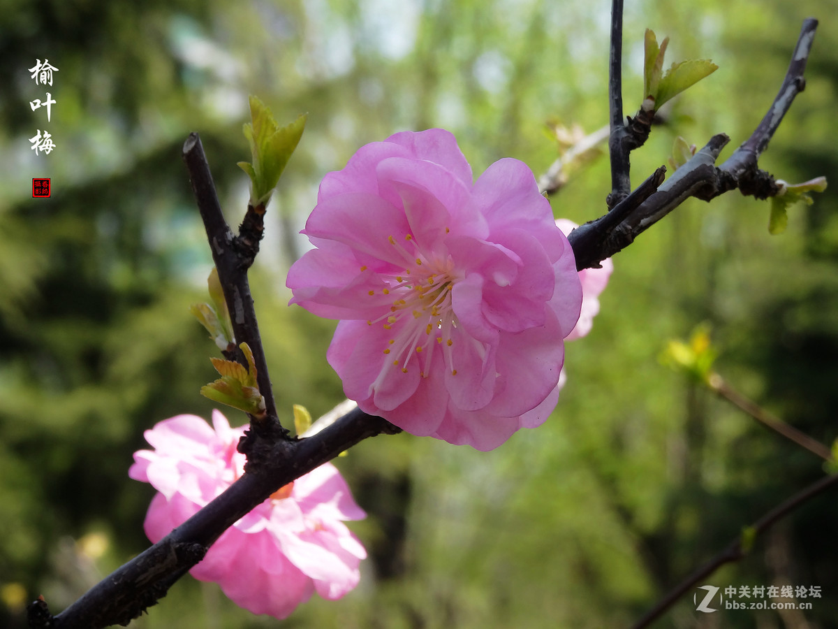 榆叶梅二（2017.03.29）