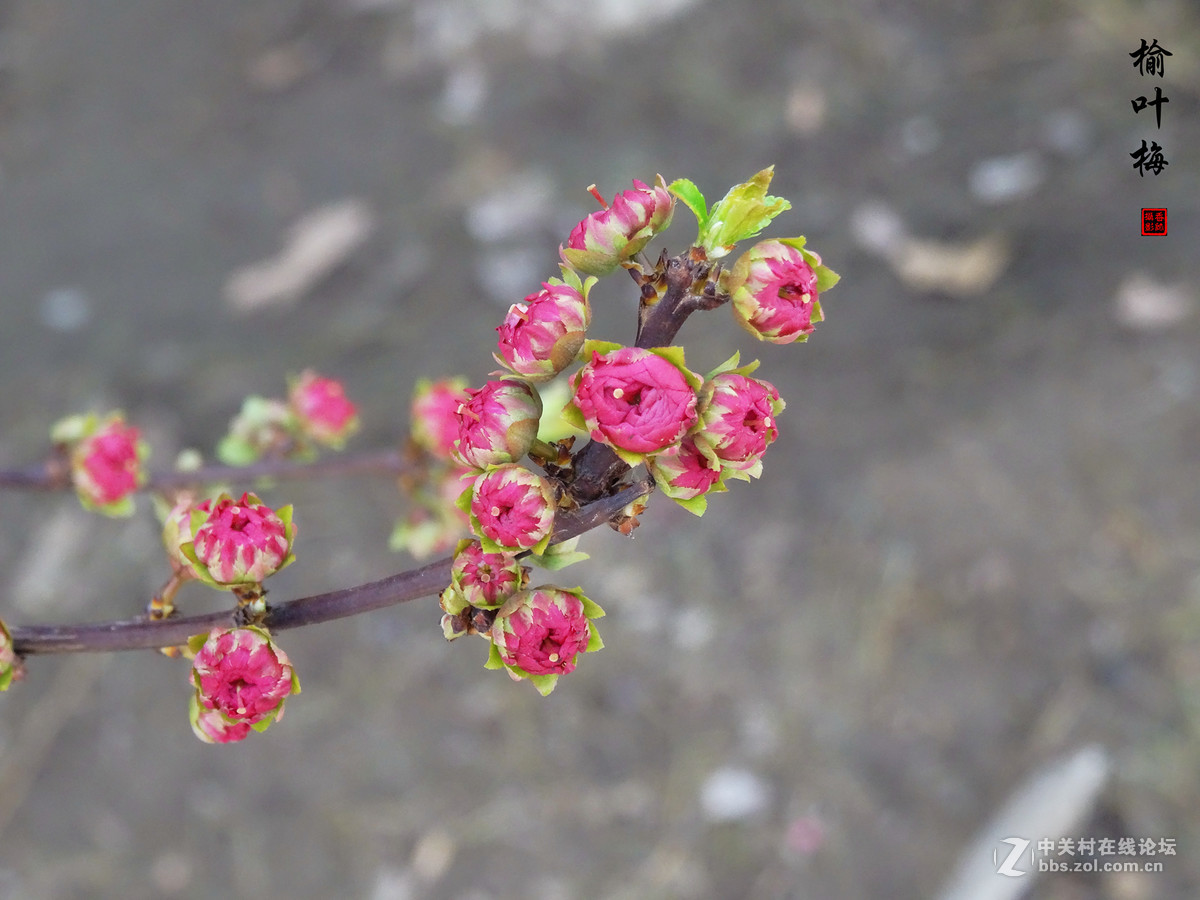 榆叶梅二（2017.03.29）