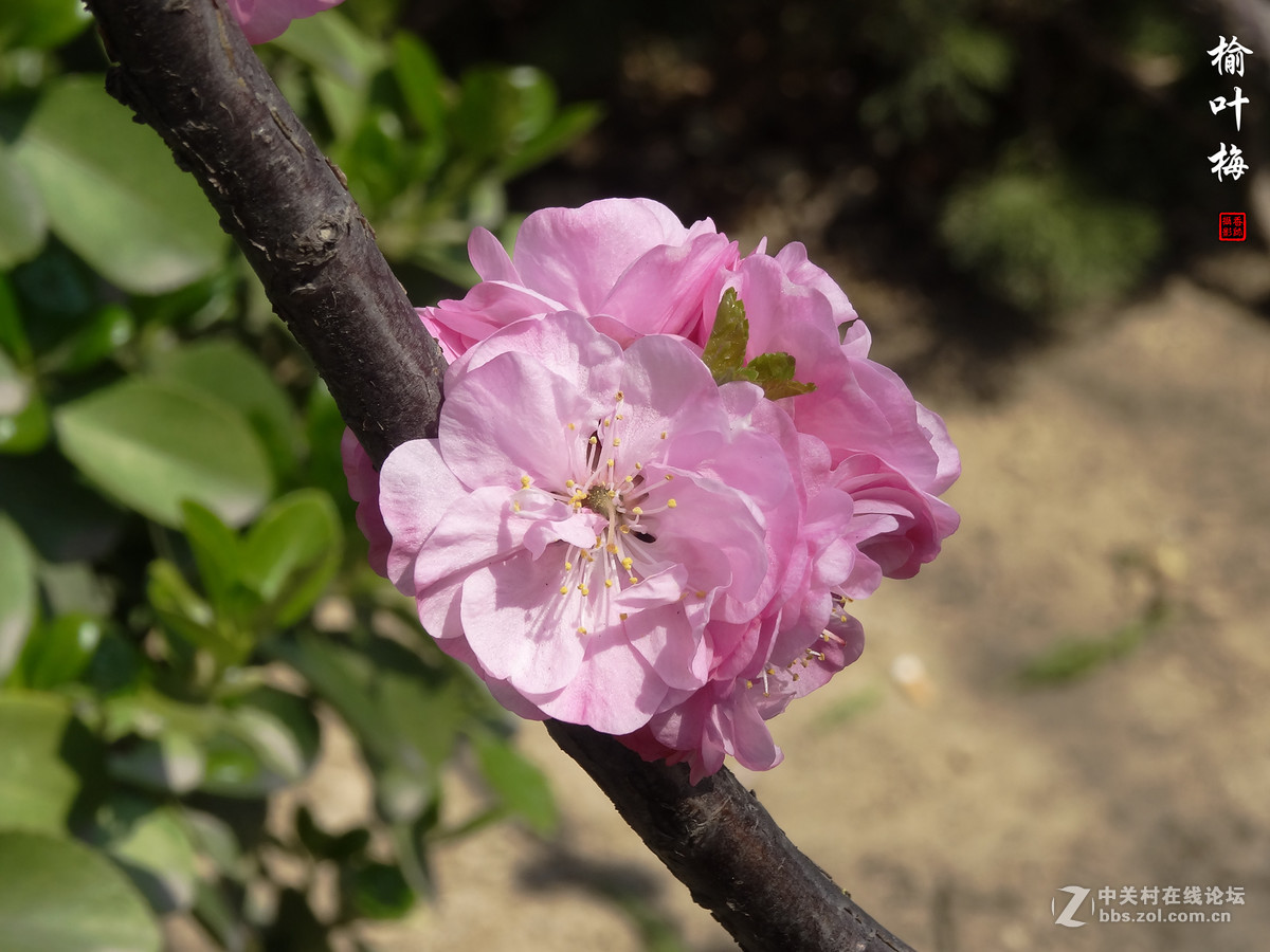 榆叶梅二（2017.03.29）
