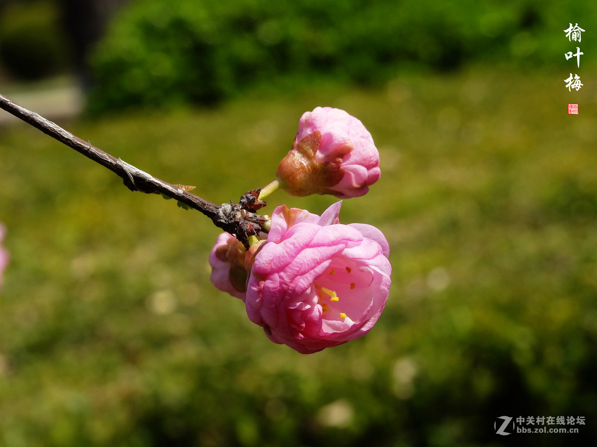 榆叶梅二（2017.03.29）