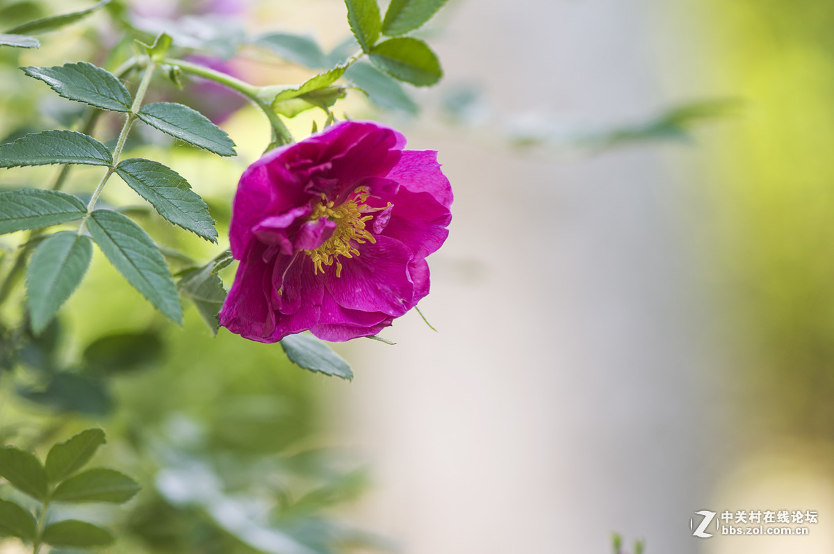 #版主坐堂#小五星空(中国)2017年5月精品荟萃