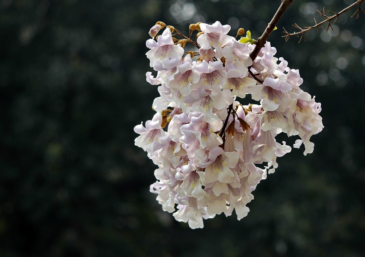 梧桐花