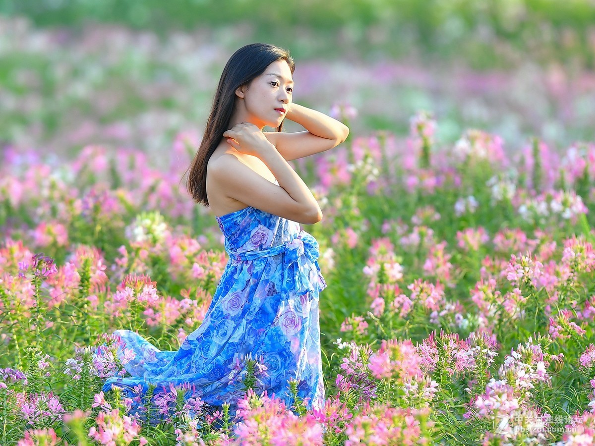 夕阳下醉蝶花上的小姑妈