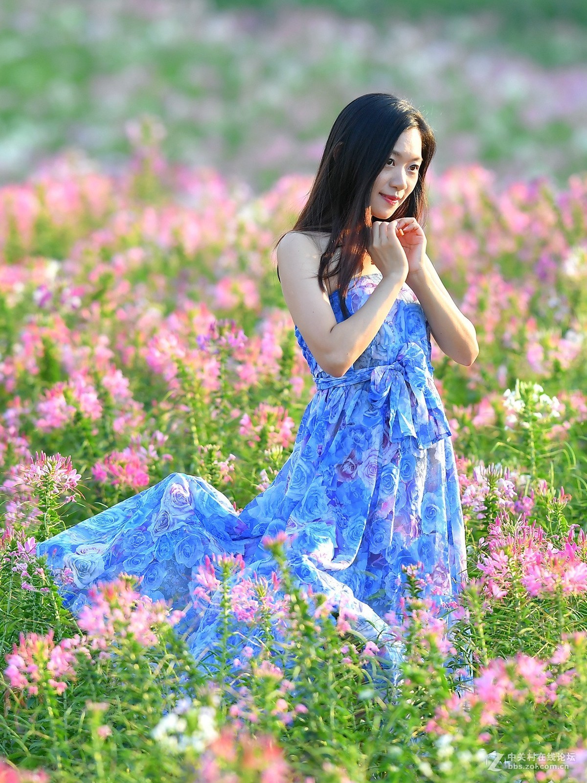 夕阳下醉蝶花上的小姑妈