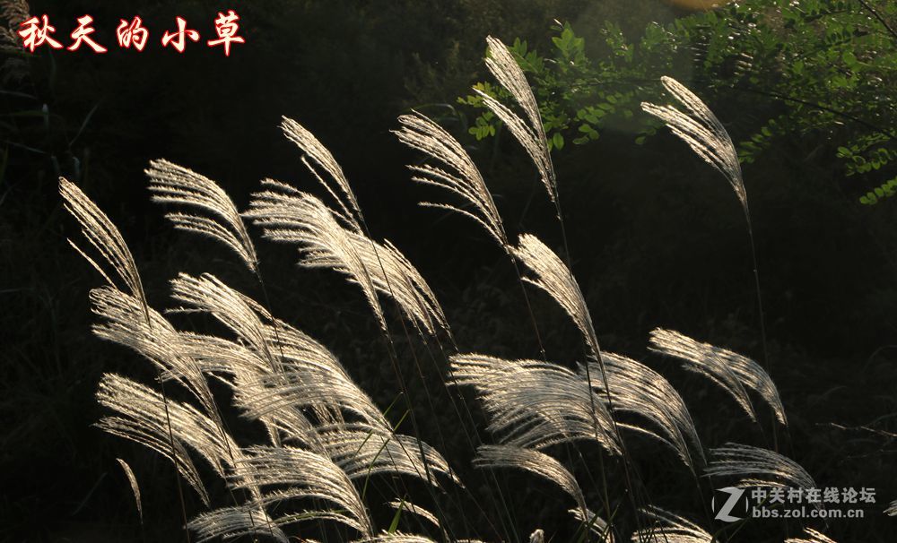 秋天的小草