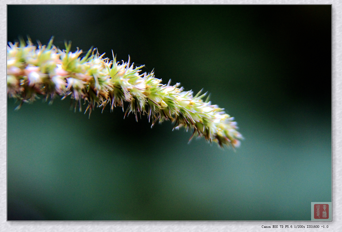 手持拍摄7D+70-200+64MM近摄环妈妈菜园随拍
