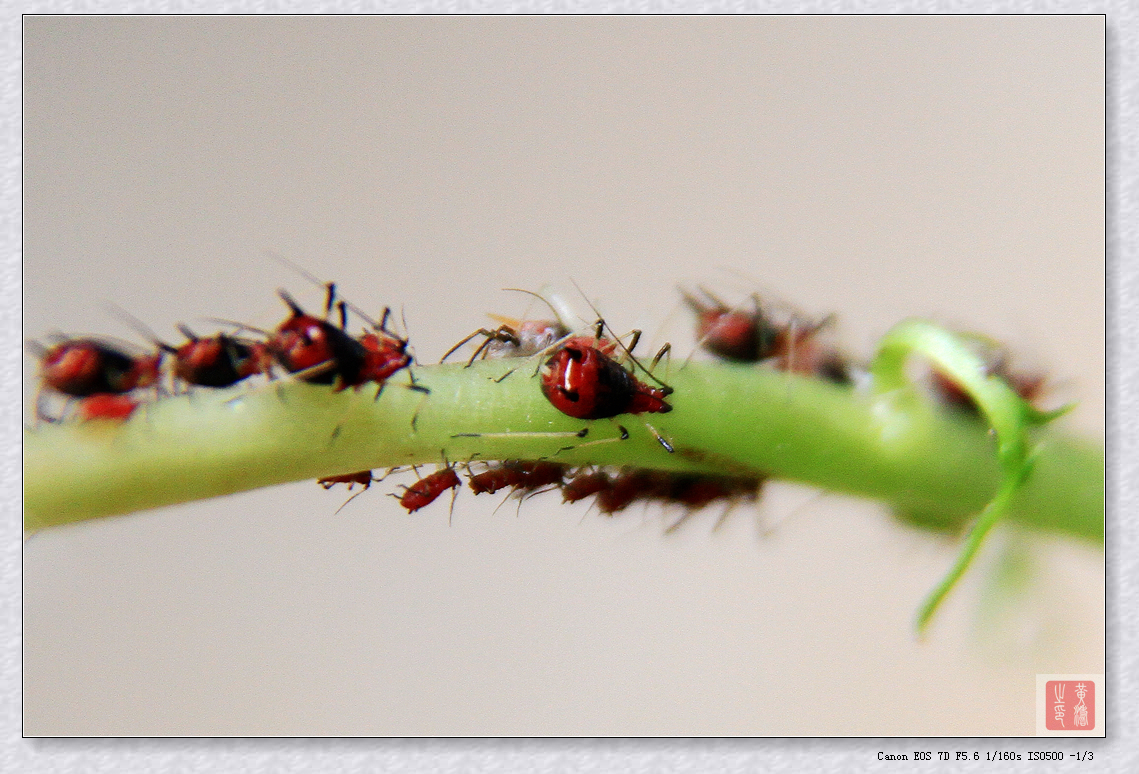 手持拍摄7D+70-200+64MM近摄环妈妈菜园随拍