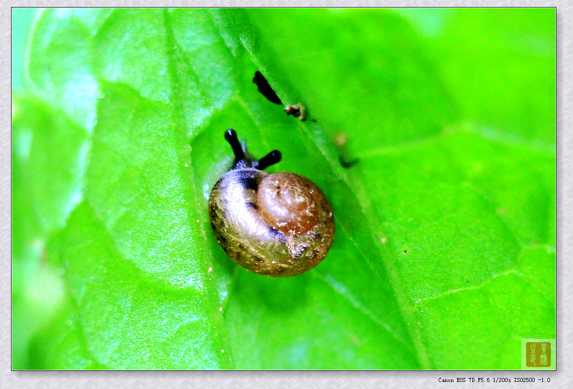 手持拍摄7D+70-200+64MM近摄环妈妈菜园随拍