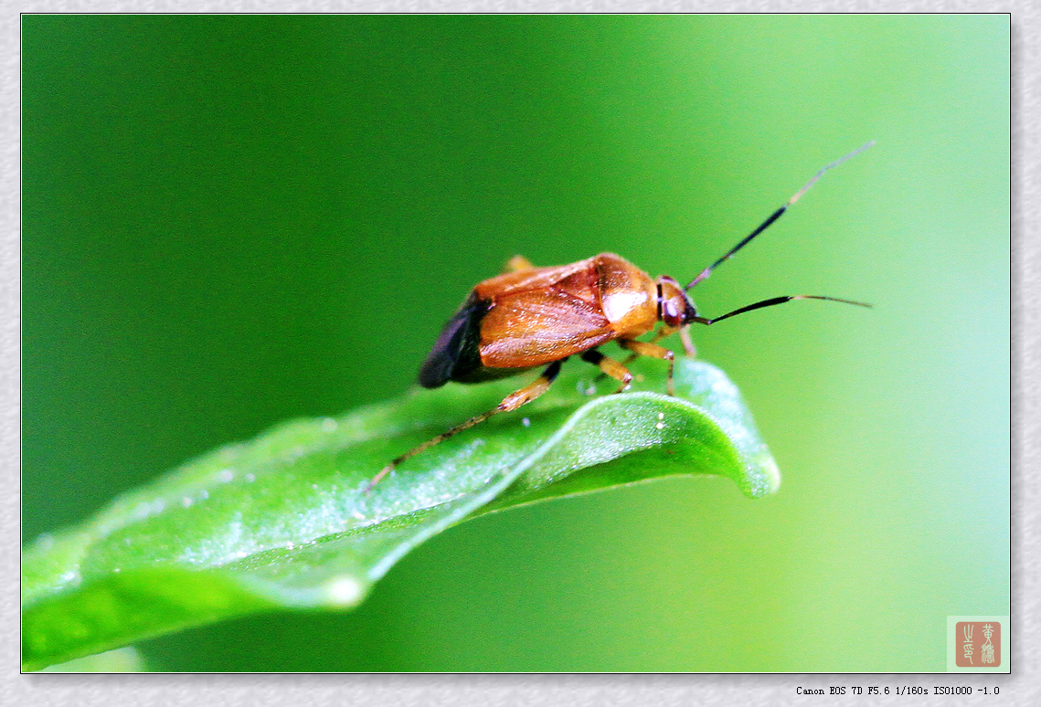 手持拍摄7D+70-200+64MM近摄环妈妈菜园随拍