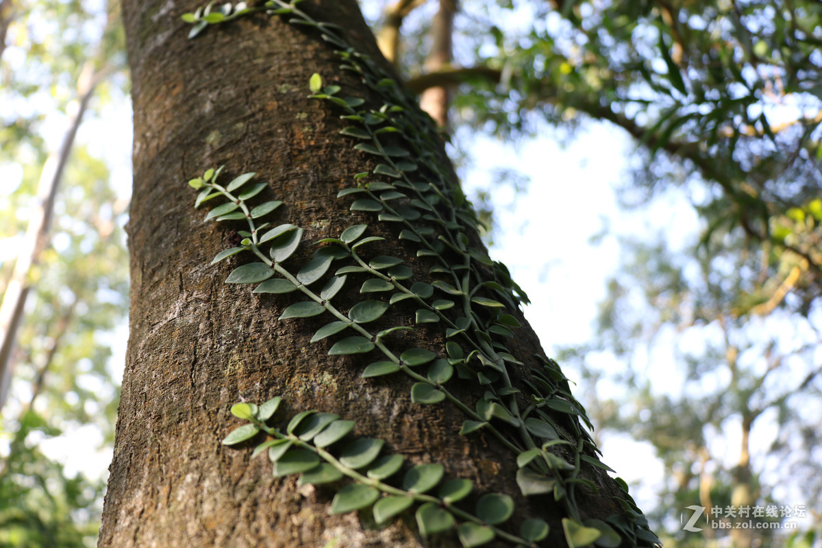 登山锻炼，沿途拾趣！！