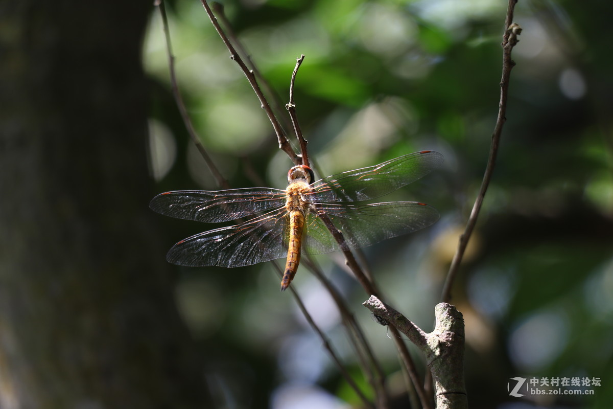 登山锻炼，沿途拾趣！！