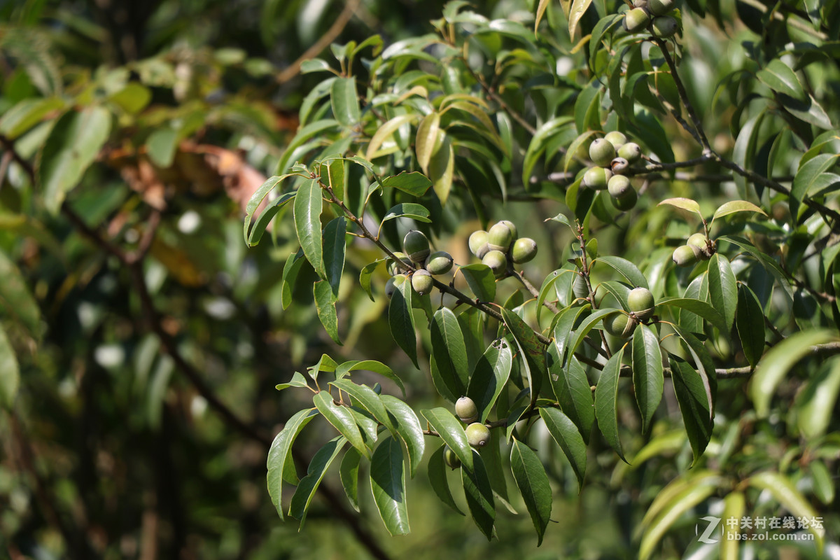 登山锻炼，沿途拾趣！！