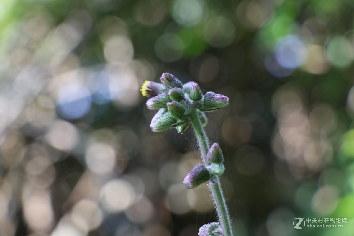 登山锻炼，沿途拾趣！！
