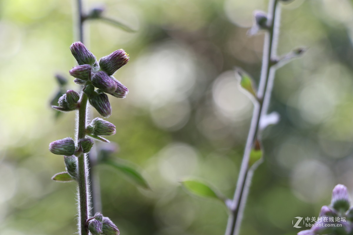 登山锻炼，沿途拾趣！！