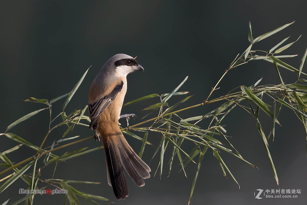 棕背伯劳......祝老师们新年快乐
