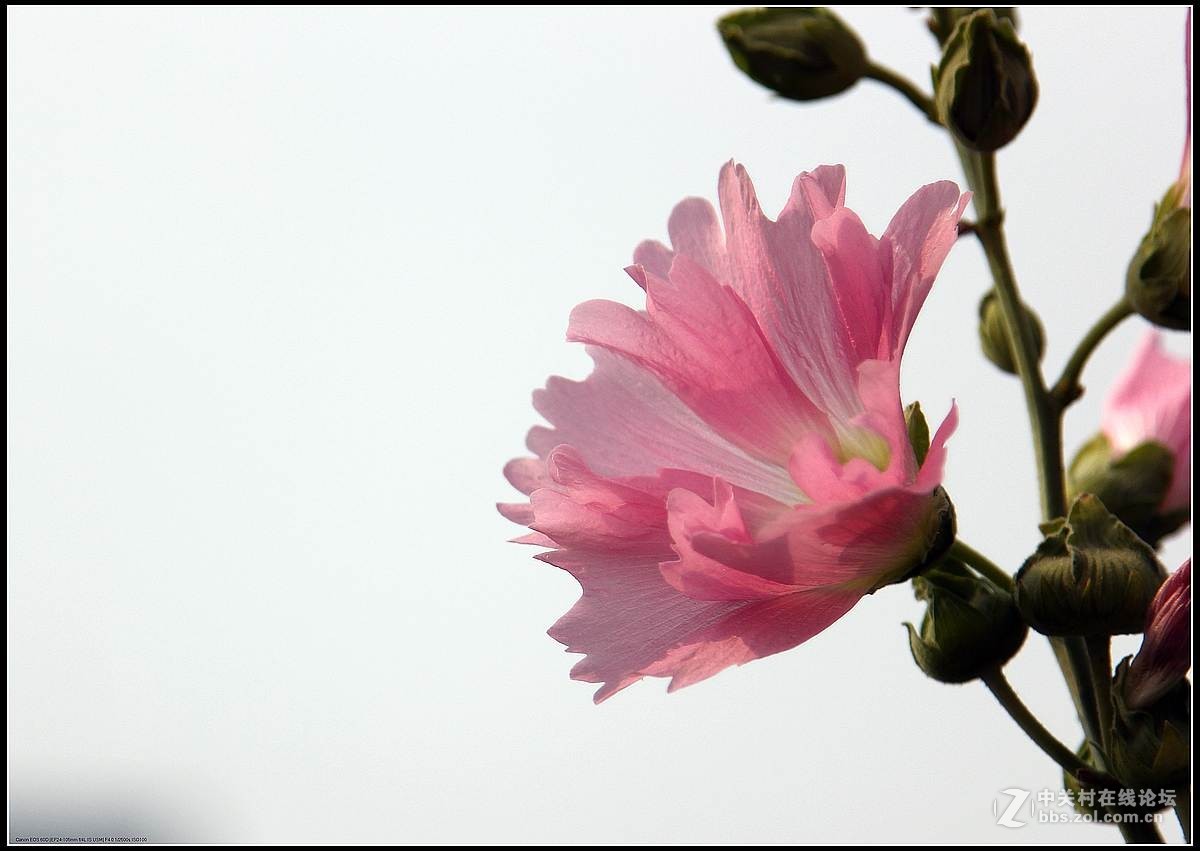蜀葵花