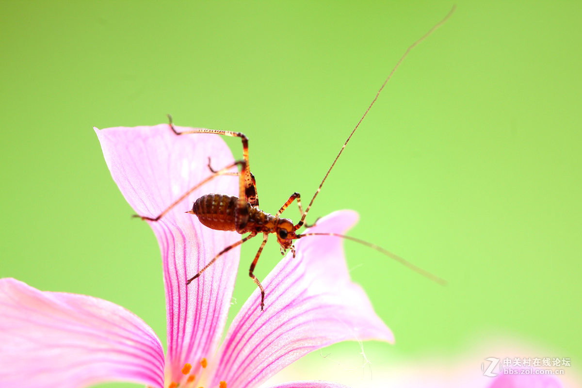 一组小螽斯（二）