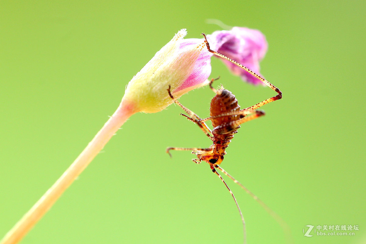一组小螽斯（二）
