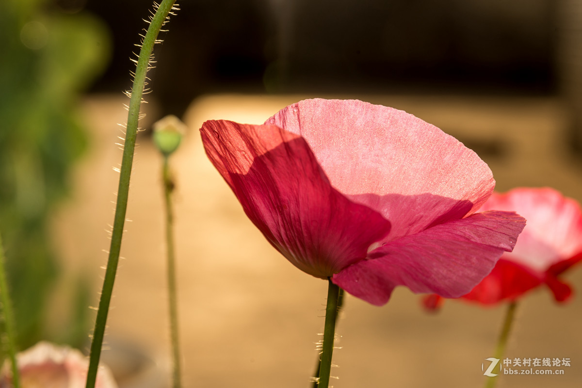 自己种的虞美人~