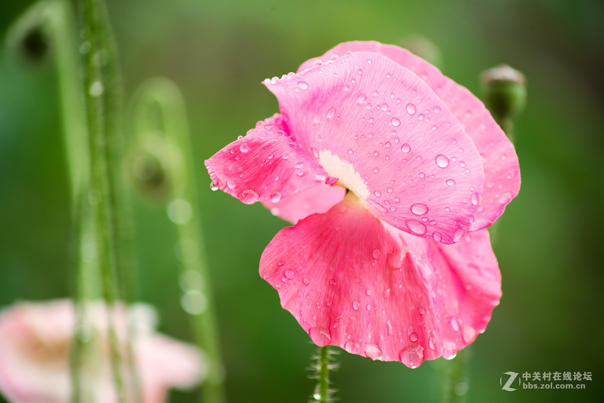 自己种的虞美人~
