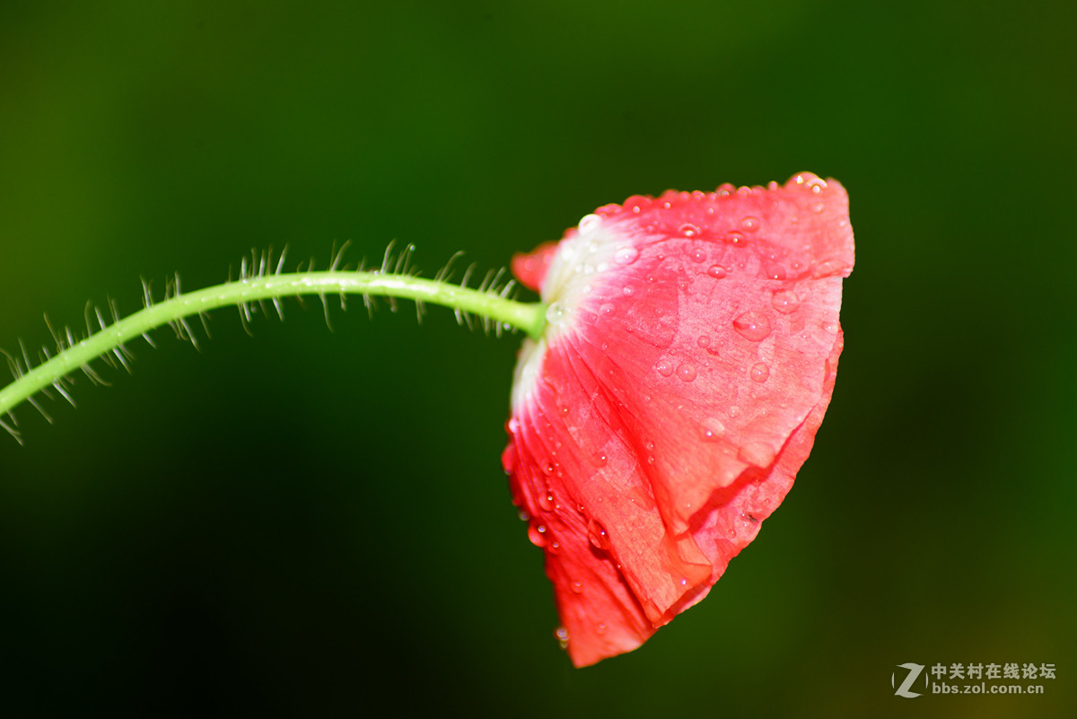 自己种的虞美人~