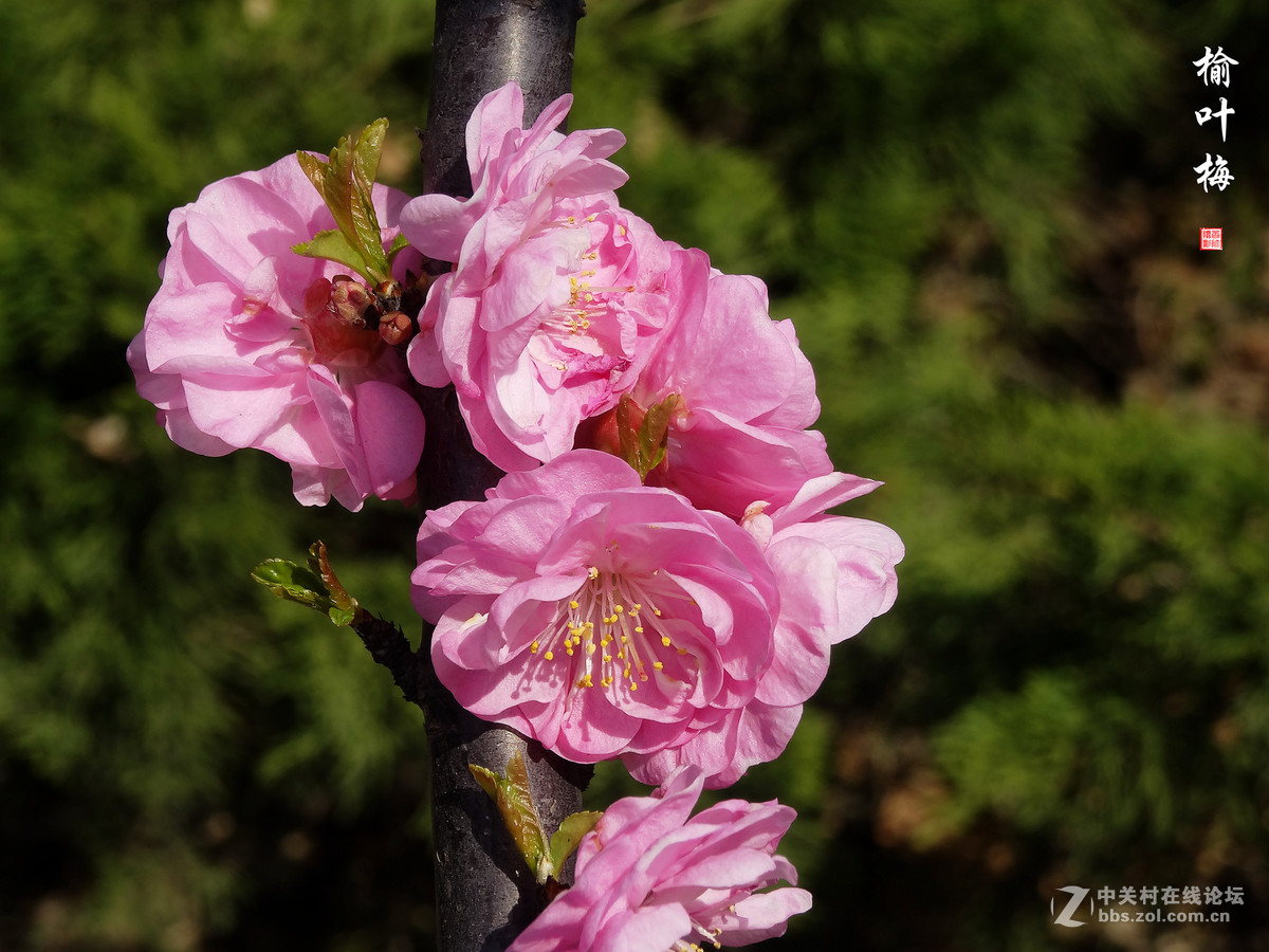 榆叶梅二（2017.03.29）