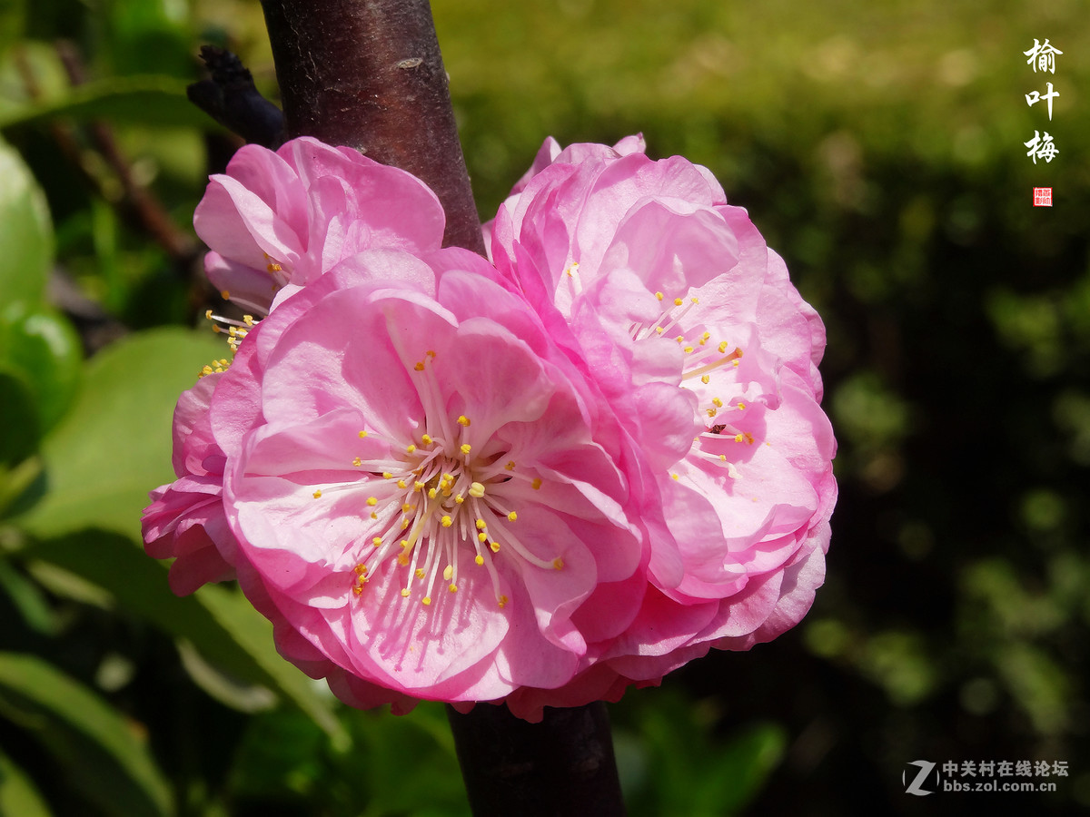 榆叶梅二（2017.03.29）