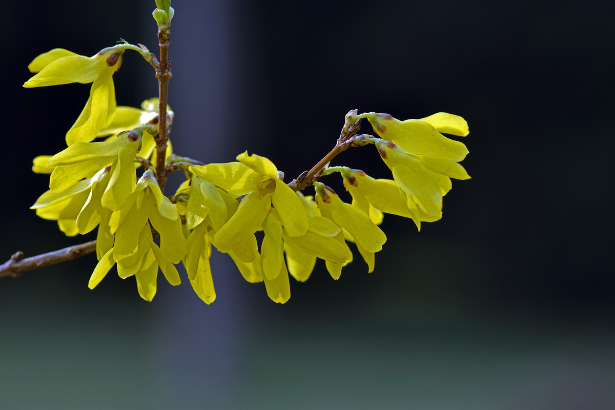 金黄色的连翘花