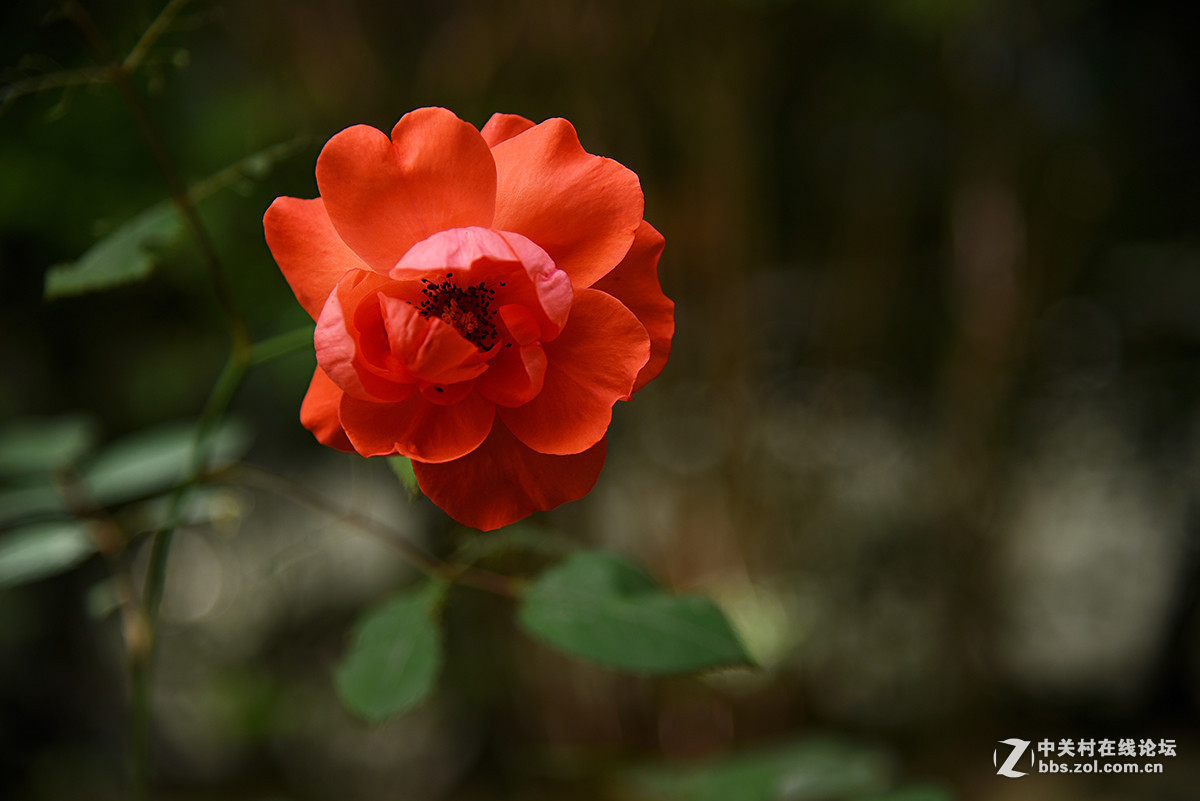 #版主坐堂#小五星空(中国)2017年5月精品荟萃