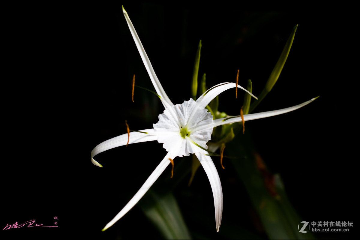 拿朋友的镜头试下