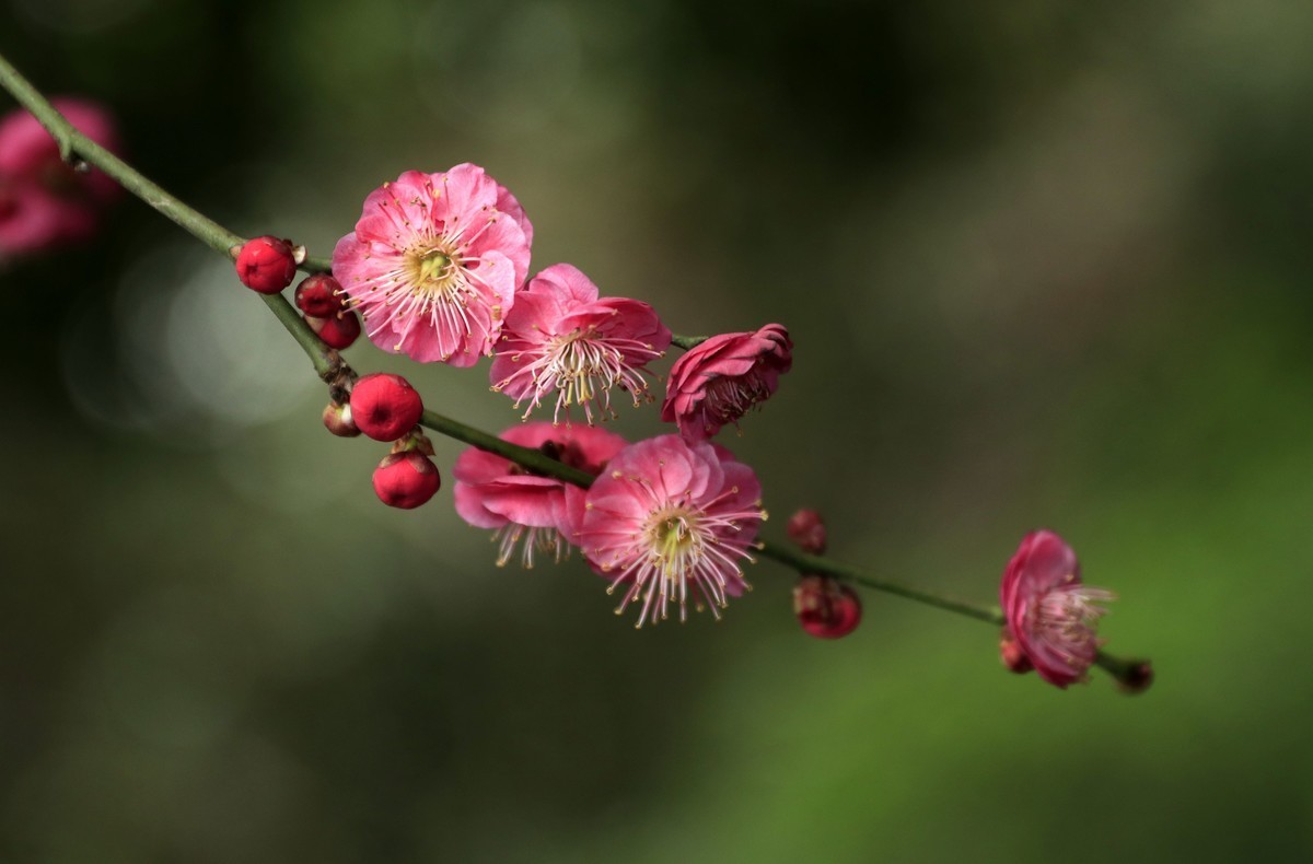 梅花档案