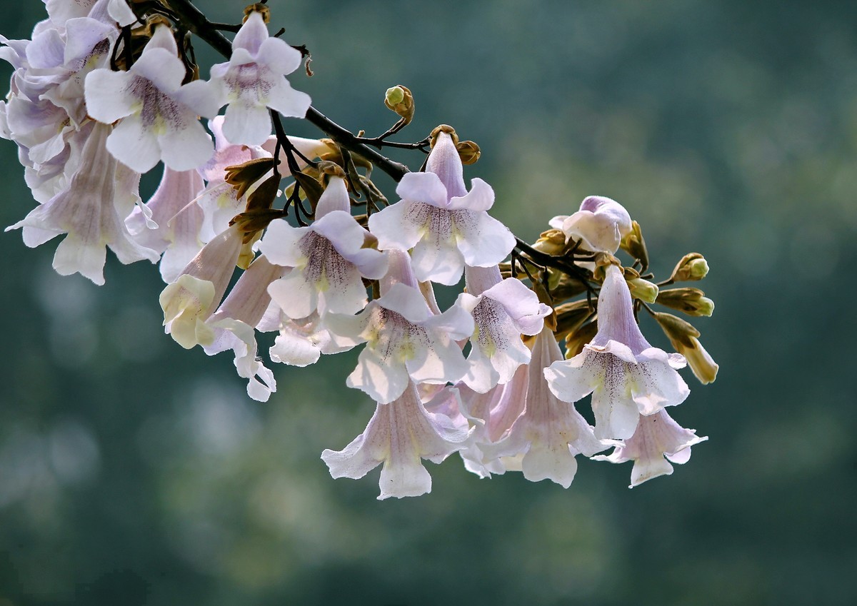 超过 100 张关于“梧桐树”和“自然”的免费图片 - Pixabay