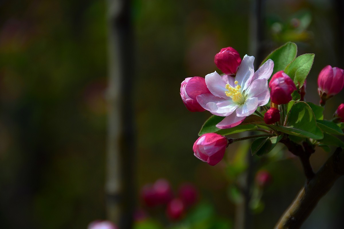 #版主坐堂#  2018年5月《佳能EF 24-105mm f/4L  IS USM镜头》星空(中国)优秀作品选编
