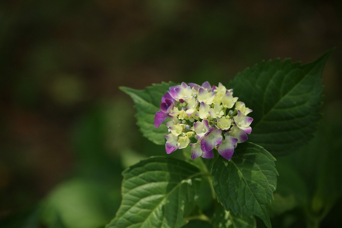 #版主坐堂#  2018年5月《佳能EF 24-105mm f/4L  IS USM镜头》星空(中国)优秀作品选编