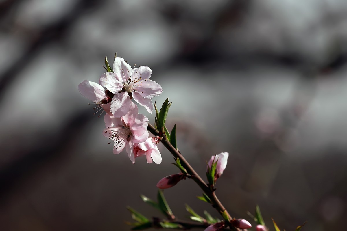 #版主坐堂#  2018年5月《佳能EF 24-105mm f/4L  IS USM镜头》星空(中国)优秀作品选编