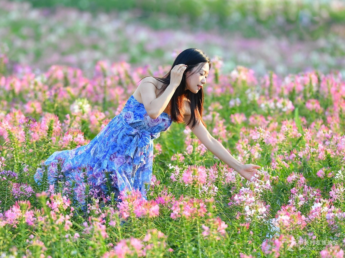 夕阳下醉蝶花上的小姑妈