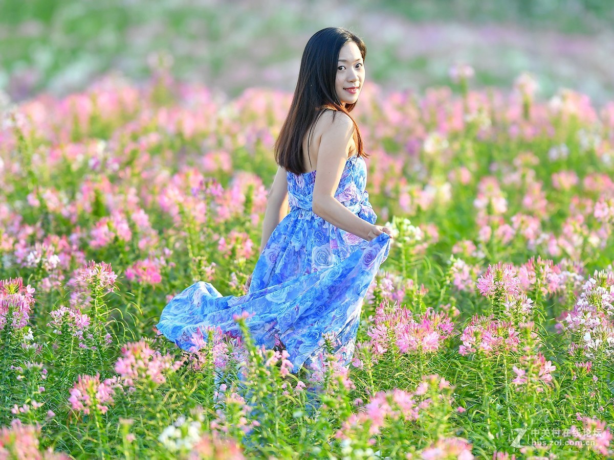 夕阳下醉蝶花上的小姑妈