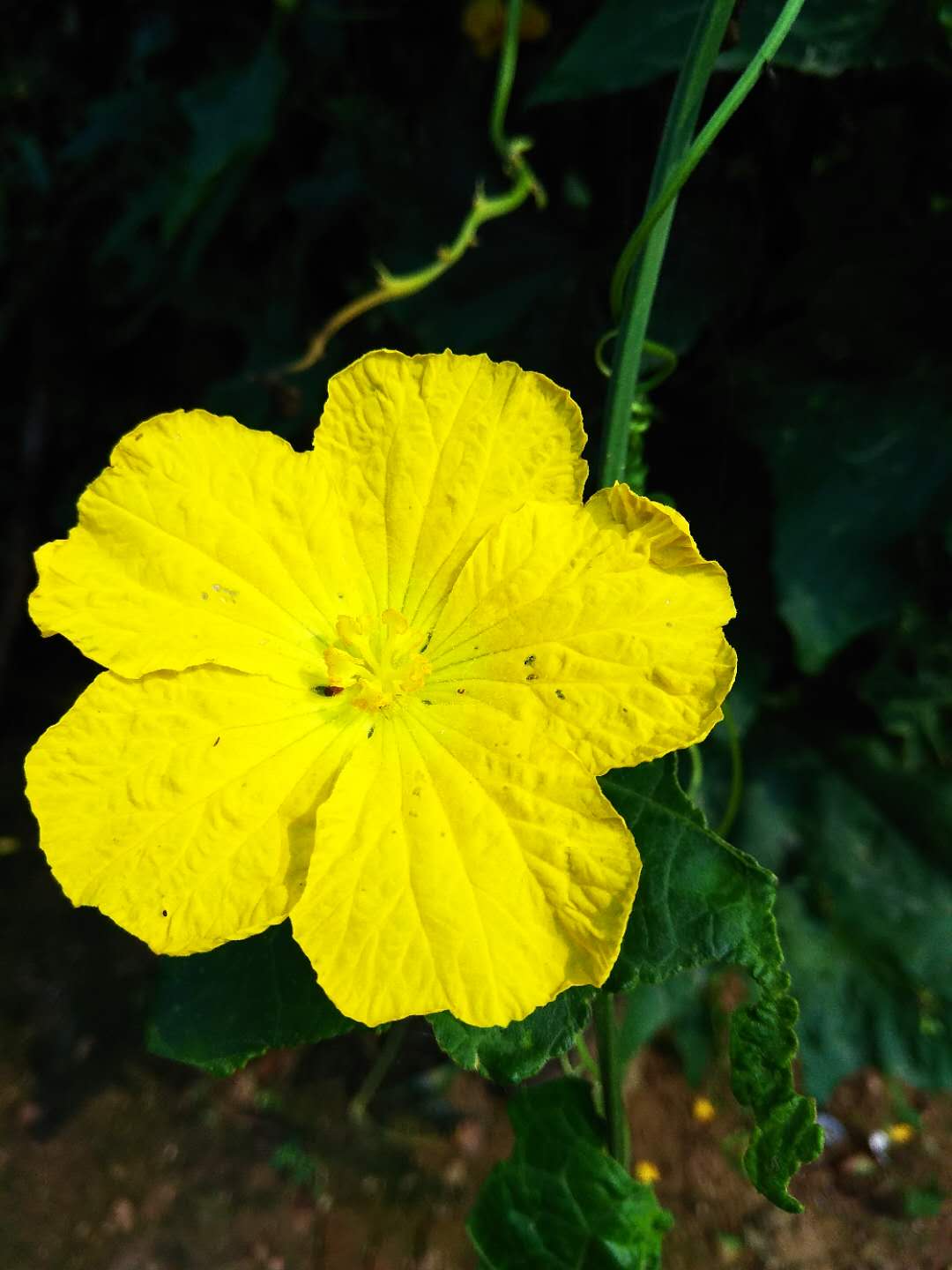 花卉照片