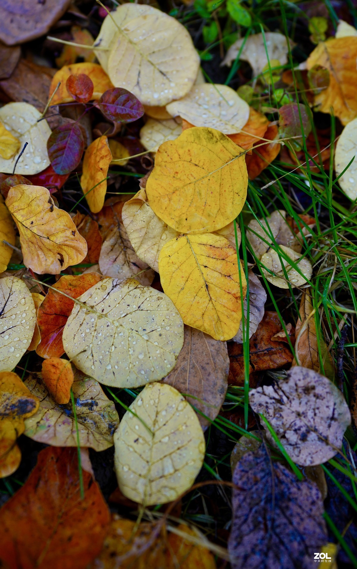 奥林匹克森林公园彩叶
