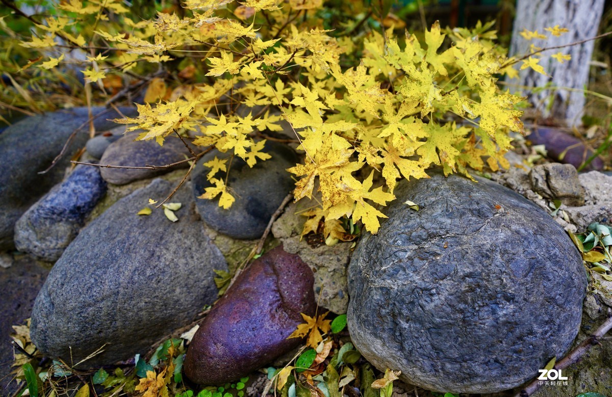 奥林匹克森林公园彩叶