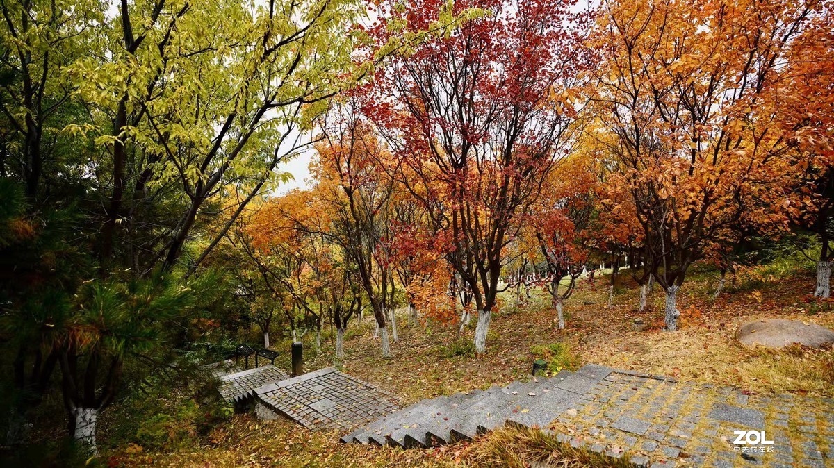 奥林匹克森林公园彩叶