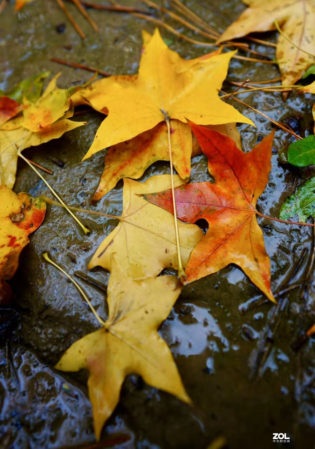 奥林匹克森林公园彩叶