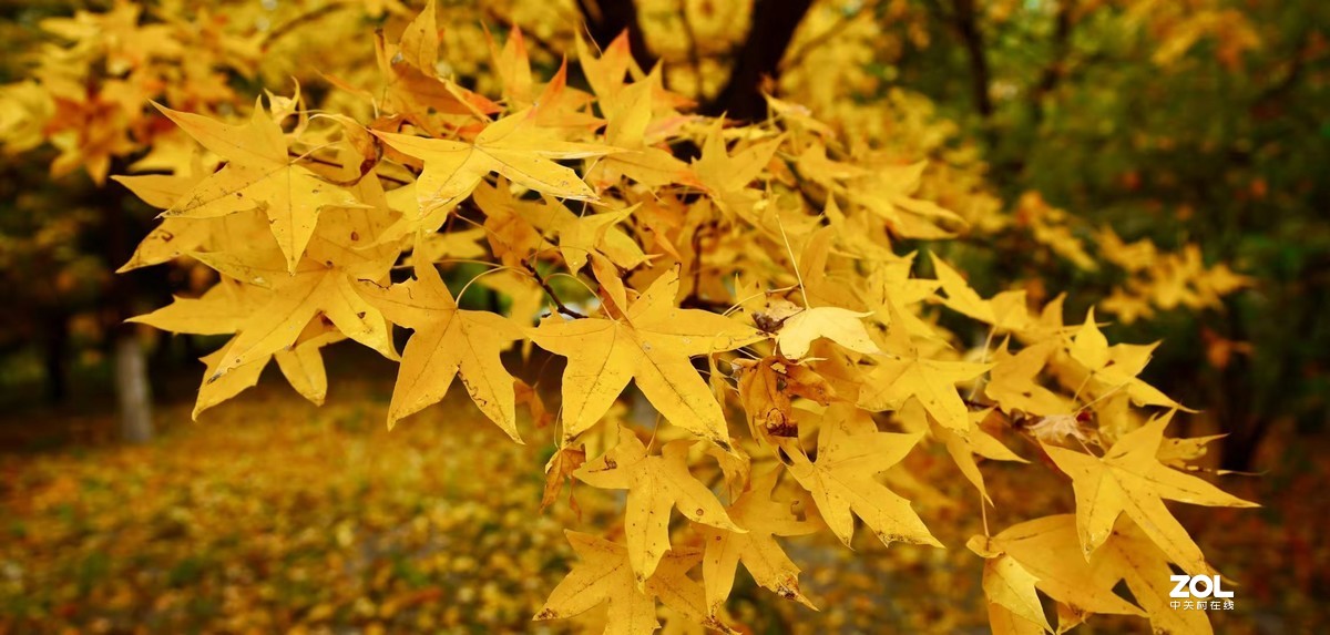 奥林匹克森林公园彩叶