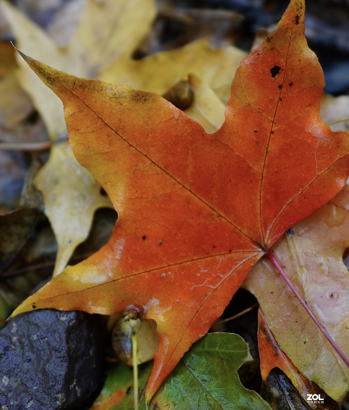 奥林匹克森林公园彩叶