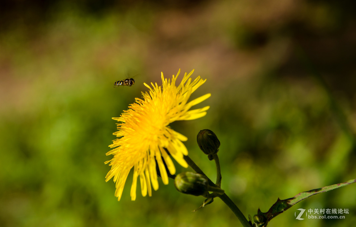 蜂、花正茂话金秋
