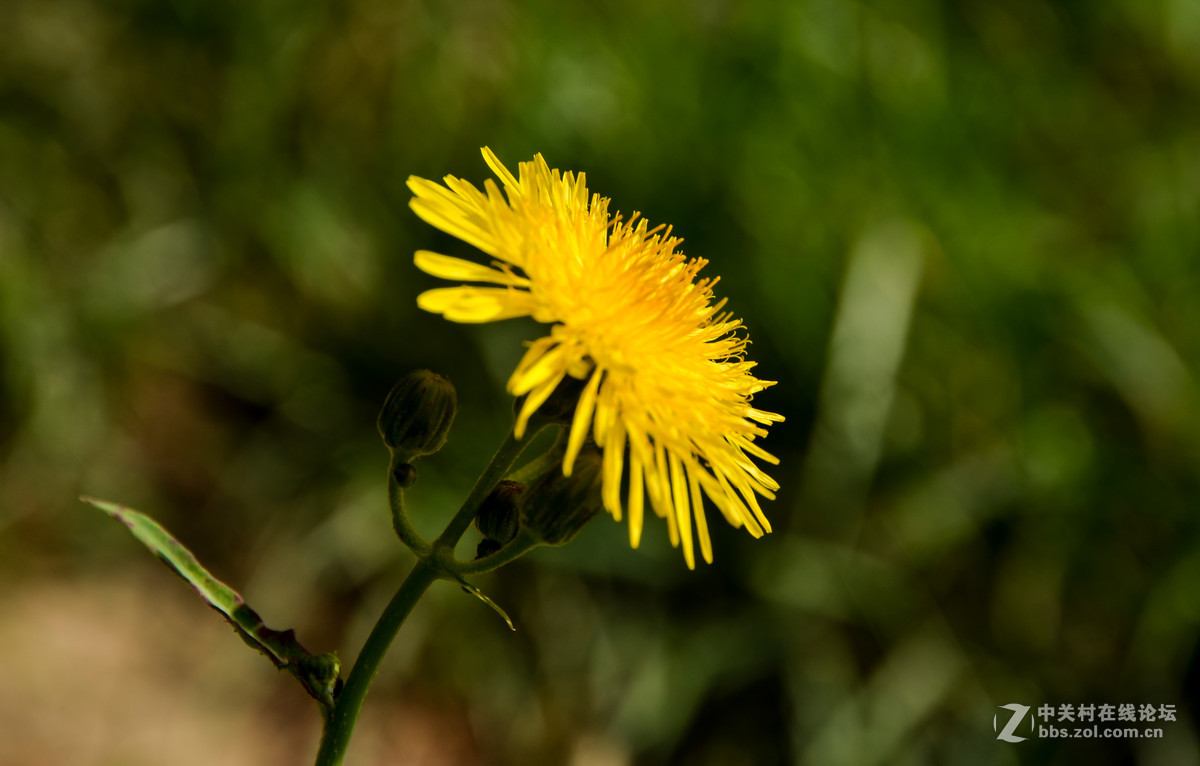 蜂、花正茂话金秋