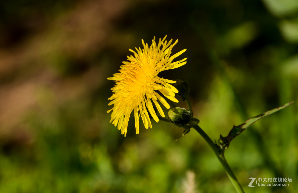 蜂、花正茂话金秋