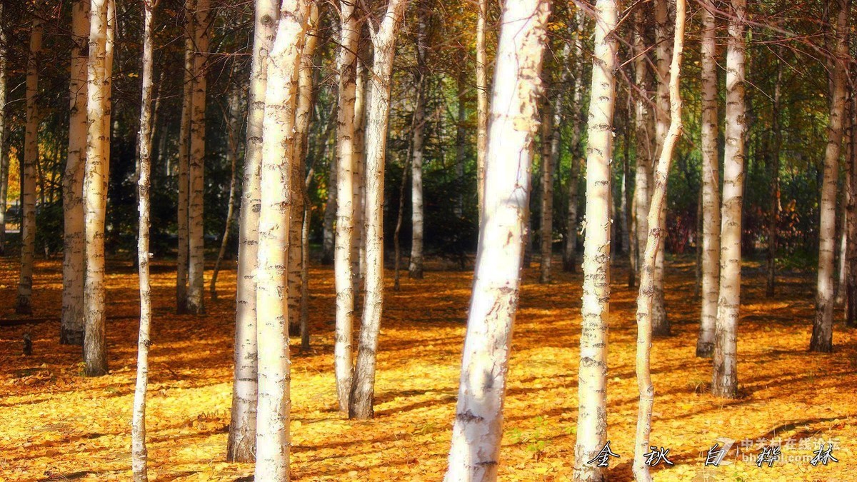 金秋白桦林