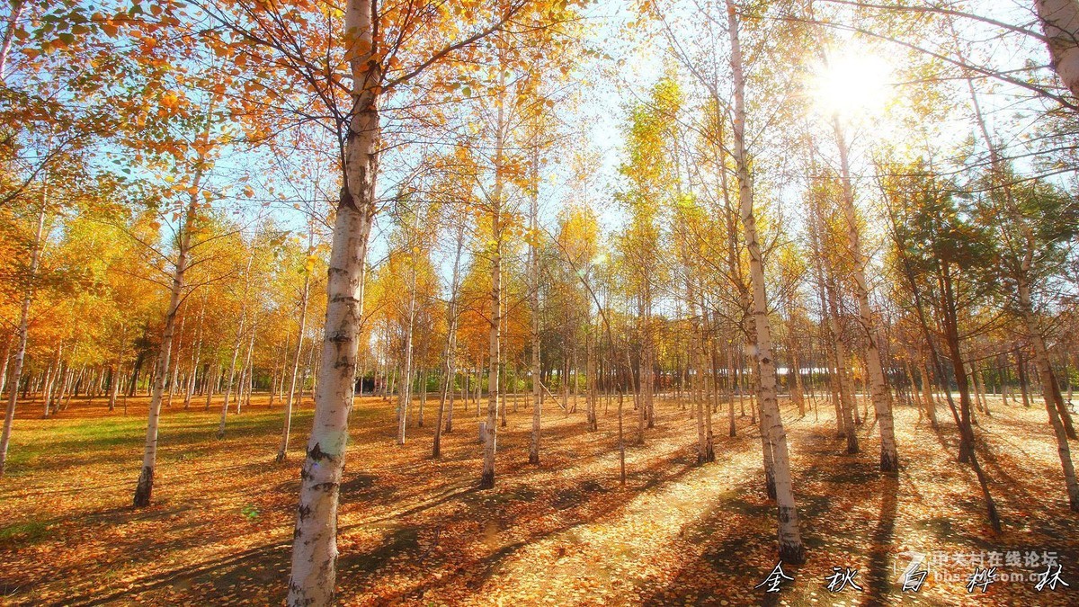 金秋白桦林